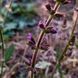 Шалфей вербеновый семена, Salvia verbenaca seeds 3