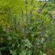 Шалфей вербеновый семена, Salvia verbenaca seeds 2