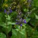 Шалфей вербеновый семена, Salvia verbenaca seeds 4