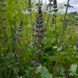 Шалфей вербеновый семена, Salvia verbenaca seeds 5