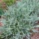 Железница сирийская растение, Sideritis syriaca 2