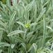 Железница сирийская растение, Sideritis syriaca 1