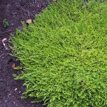 Грыжник гладкий семена, Herniaria glabra seeds
