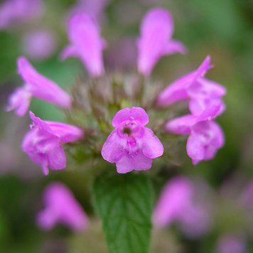 Пахучка обыкновенная семена, Clinopodium vulgare seeds