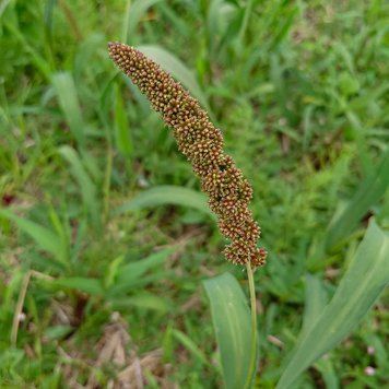 Щетинник итальянский семена, Setaria italica seeds