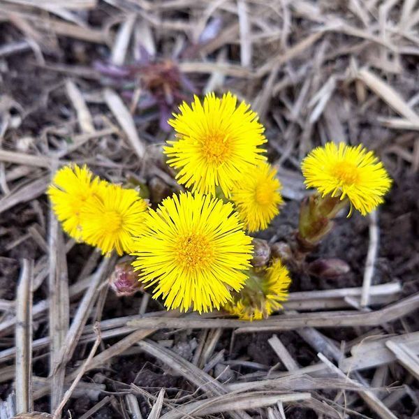 Мать-и-мачеха растение, Tussilago farfara