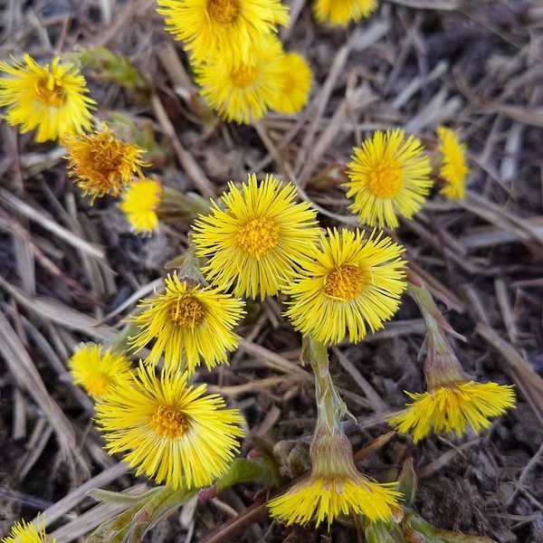 Мать-и-мачеха растение, Tussilago farfara