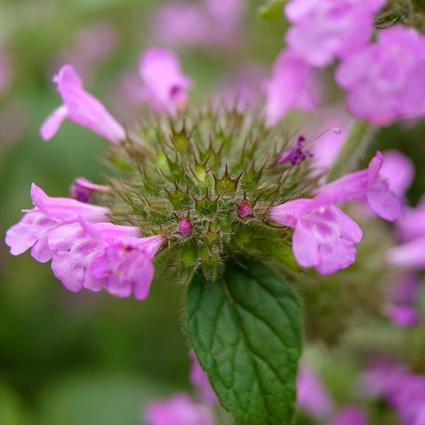 Пахучка обыкновенная семена, Clinopodium vulgare seeds