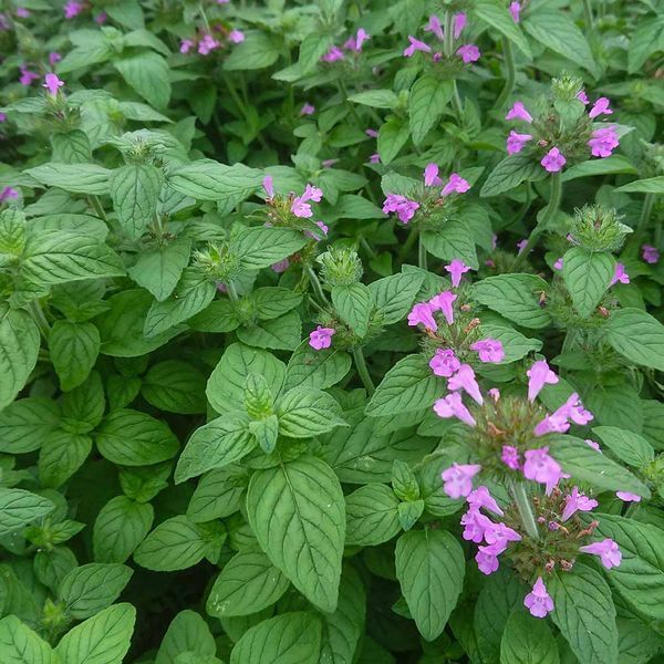 Пахучка обыкновенная семена, Clinopodium vulgare seeds