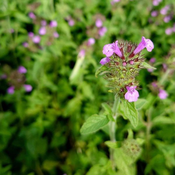 Пахучка обыкновенная семена, Clinopodium vulgare seeds