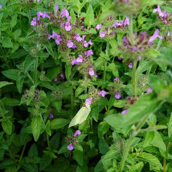 Пахучка обыкновенная семена, Clinopodium vulgare seeds