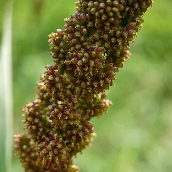 Щетинник итальянский семена, Setaria italica seeds