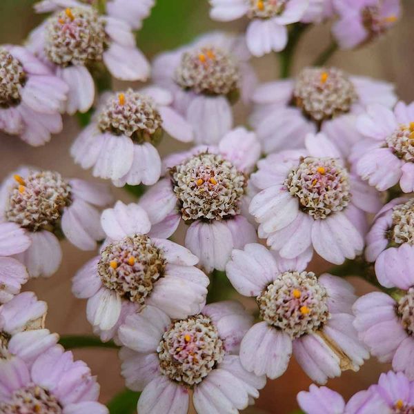 Деревій камчатський насіння, Achillea sibirica ssp. camtschatica seeds