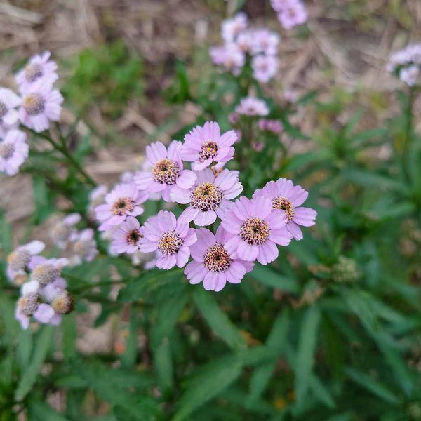 Деревій камчатський насіння, Achillea sibirica ssp. camtschatica seeds