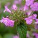 Пахучка обыкновенная семена, Clinopodium vulgare seeds 4
