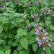 Пахучка обыкновенная семена, Clinopodium vulgare seeds 2