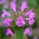 Пахучка обыкновенная семена, Clinopodium vulgare seeds 1