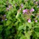 Пахучка обыкновенная семена, Clinopodium vulgare seeds 5