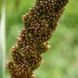 Щетинник итальянский семена, Setaria italica seeds 2