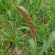 Щетинник итальянский семена, Setaria italica seeds 1