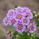 Деревій камчатський насіння, Achillea sibirica ssp. camtschatica seeds 1