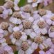 Деревій камчатський насіння, Achillea sibirica ssp. camtschatica seeds 2
