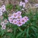Деревій камчатський насіння, Achillea sibirica ssp. camtschatica seeds 3