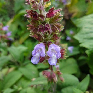 Шалфей крупноцветковый семена, Salvia tomentosa seeds