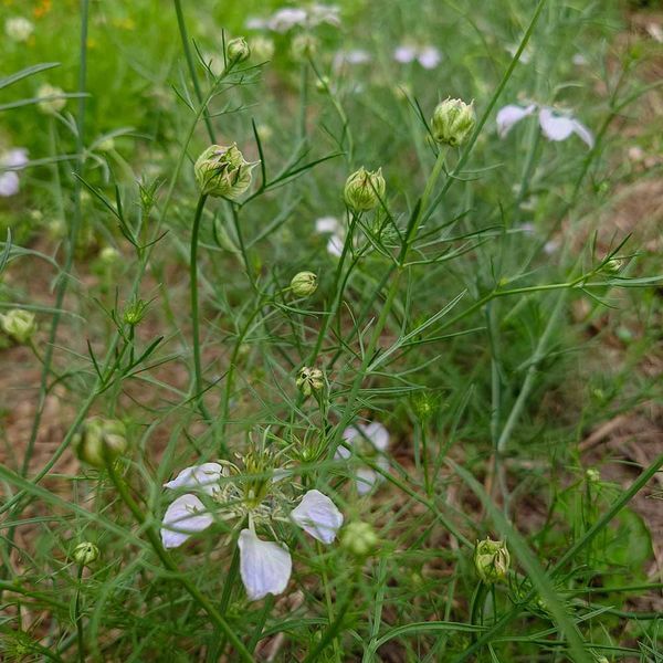 Чернушка полевая семена, Nigella arvensis seeds