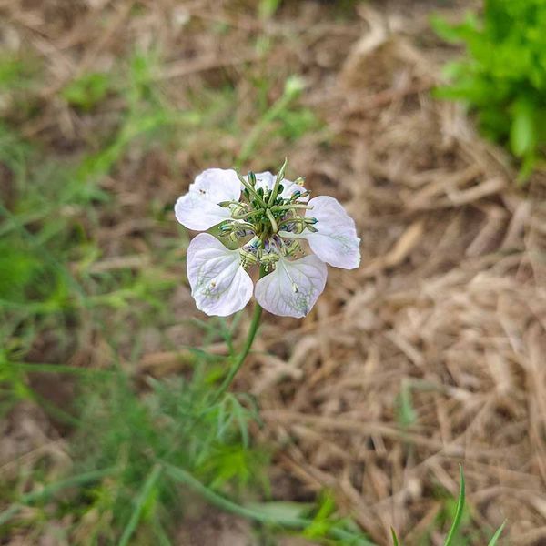 Чернушка полевая семена, Nigella arvensis seeds
