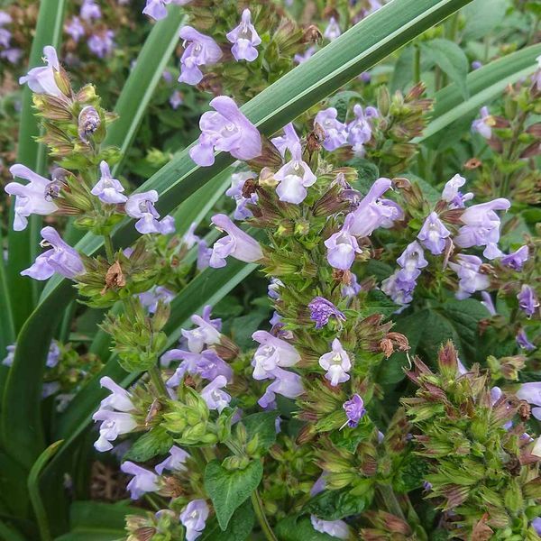 Шалфей крупноцветковый семена, Salvia tomentosa seeds