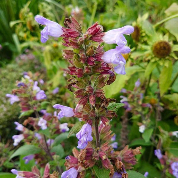 Шалфей крупноцветковый семена, Salvia tomentosa seeds