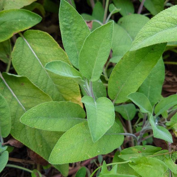 Шалфей крупноцветковый семена, Salvia tomentosa seeds