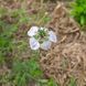 Чернушка полевая семена, Nigella arvensis seeds 3