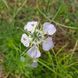 Чернушка полевая семена, Nigella arvensis seeds 1