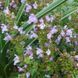 Шалфей крупноцветковый семена, Salvia tomentosa seeds 2