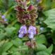 Шалфей крупноцветковый семена, Salvia tomentosa seeds 1