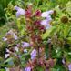 Шалфей крупноцветковый семена, Salvia tomentosa seeds 4