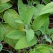 Шалфей крупноцветковый семена, Salvia tomentosa seeds 3