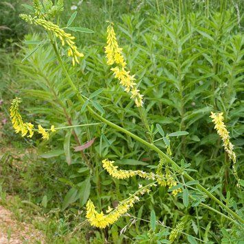 Донник лекарственный семена, Melilotus officinalis seeds