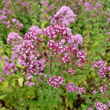 Душица обыкновенная семена, Origanum vulgare seeds
