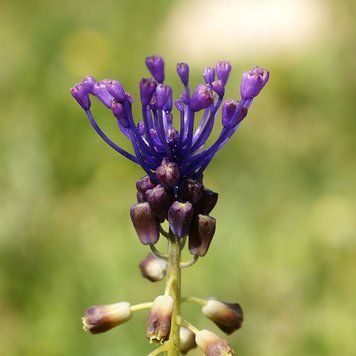 Гадючий лук хохлатый семена, Muscari comosum seeds