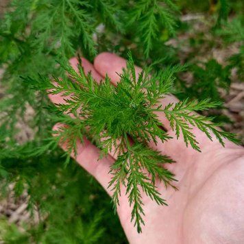 Полынь однолетняя семена, Artemisia annua seeds