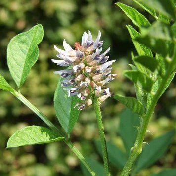 Солодкий корінь голий рослина, Glycyrrhiza glabra