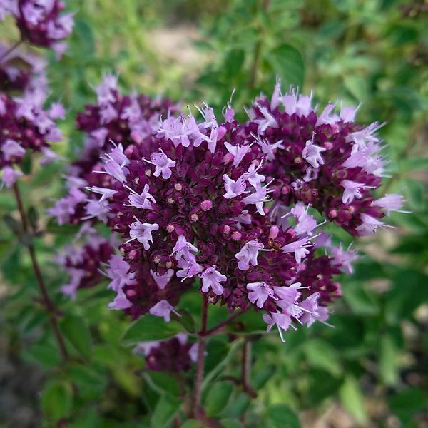 Душица обыкновенная семена, Origanum vulgare seeds