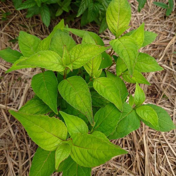 Гортензия японская чайная растение, Hydrangea serrata 'Oamacha'