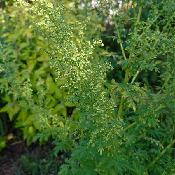 Полынь однолетняя семена, Artemisia annua seeds