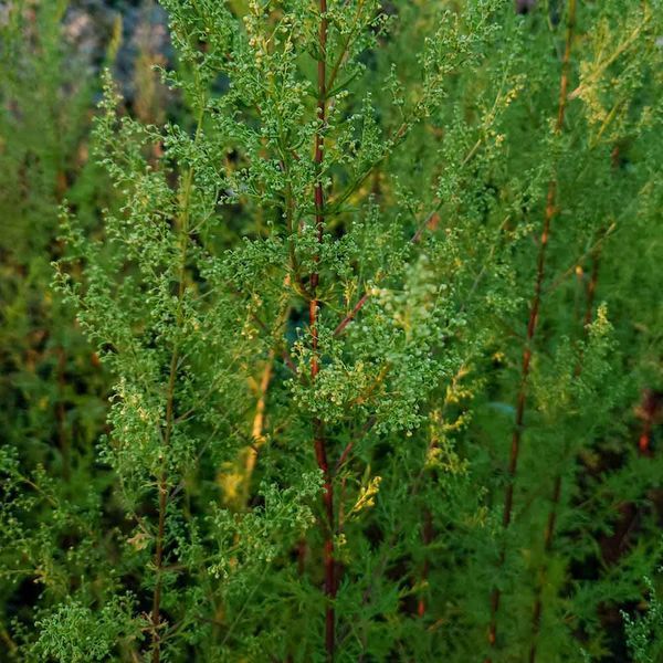 Полынь однолетняя семена, Artemisia annua seeds