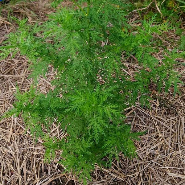 Полынь однолетняя семена, Artemisia annua seeds
