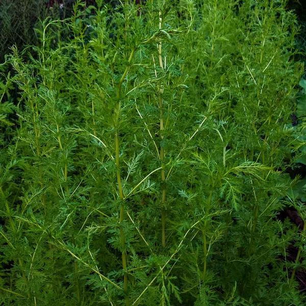Полынь однолетняя семена, Artemisia annua seeds